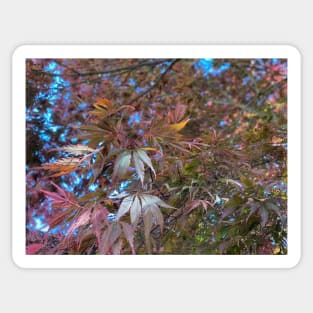 Spring Foliage in Portland Sticker